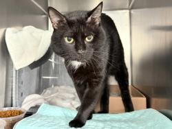 Shelter Stray Male Cat last seen Near Astor Avenue, BRONX, NY, 10467, 326 E 110th St, New York, NY 10029, USA