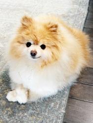 Lost Male Dog last seen Near Broadmoor Dr Evergreen CO 80439, Evergreen, CO 80439