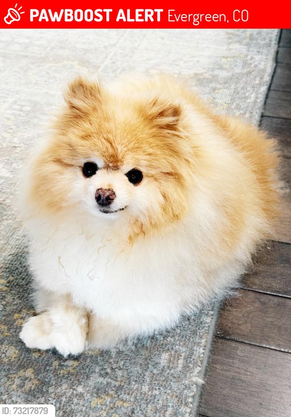Lost Male Dog last seen Near Broadmoor Dr Evergreen CO 80439, Evergreen, CO 80439