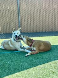 Shelter Stray Male Dog last seen Near Mira Lago Terrace, San Diego, CA, 92131, Escondido, CA 92027, USA