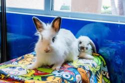 Shelter Stray Female Rabbit last seen Near Cynthia Lake, El Cajon, CA, 92019, El Cajon, CA 92020, USA