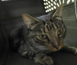 Shelter Stray Male Cat last seen Near Carissa Drive, Oceanside, CA, 92057, Oceanside, CA 92058, USA