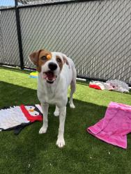 Shelter Stray Male Dog last seen Near Palm, Imperial Beach, CA, 91932, 5500 Gaines St, San Diego, CA 92110, USA
