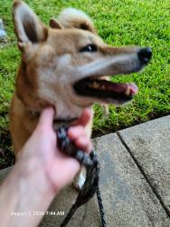 Found/Stray Male Dog last seen Josey Lane and Rosemeade, Carrollton, TX 75007