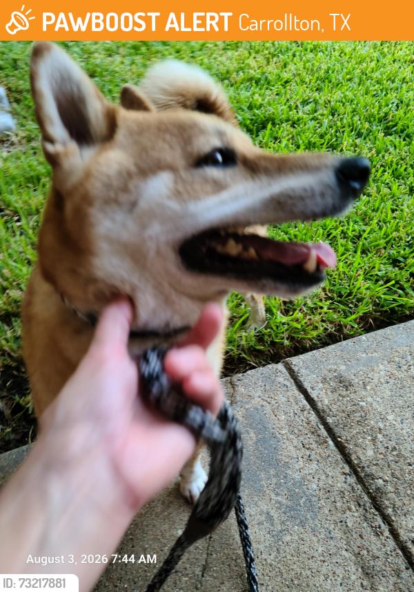 Found/Stray Male Dog last seen Josey Lane and Rosemeade, Carrollton, TX 75007