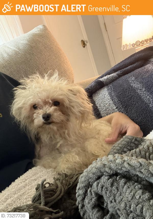 Found/Stray Female Dog last seen Anderson Rd, Greenville, SC 29601