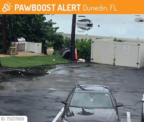 Found/Stray Unknown Dog last seen Near N Paula drive, Dunedin, FL 34698