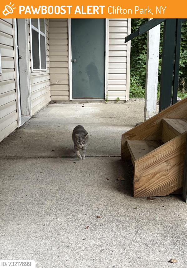Found/Stray Female Cat last seen Sitterly Rd and Squire Park apmts, Clifton Park, NY 12065