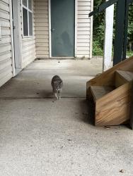 Found/Stray Female Cat last seen Sitterly Rd and Squire Park apmts, Clifton Park, NY 12065