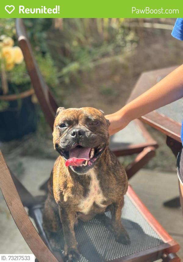 Reunited Female Dog last seen Redwing Drive, Stowmarket, Suffolk, England IP14 5FS