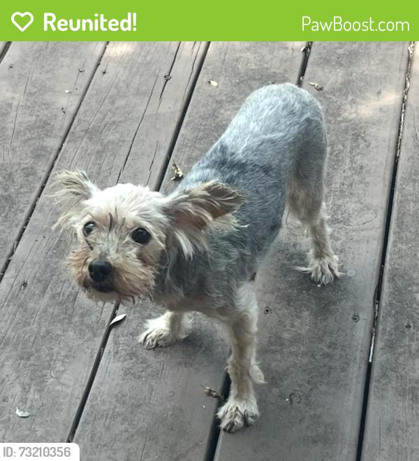 Reunited Female Dog last seen Mountain Lodge neighborhood, San Antonio, TX 78258