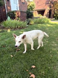 Found/Stray Unknown Dog last seen Edgemere Park, Oklahoma City, OK 73118