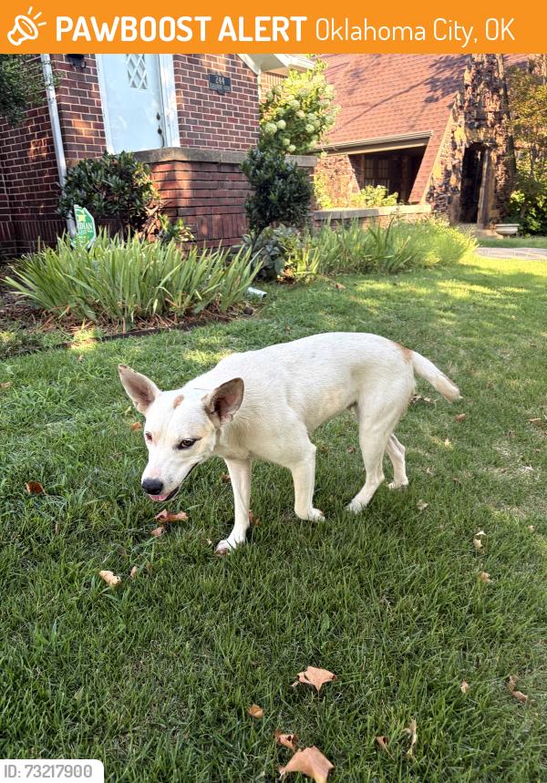Found/Stray Unknown Dog last seen Edgemere Park, Oklahoma City, OK 73118