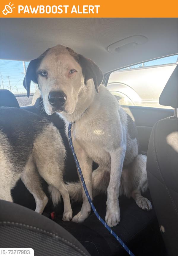 Found/Stray Male Dog last seen Highway 21, Fort Saskatchewan, AB 