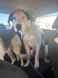 Found/Stray Male Dog last seen Highway 21, Fort Saskatchewan, AB 