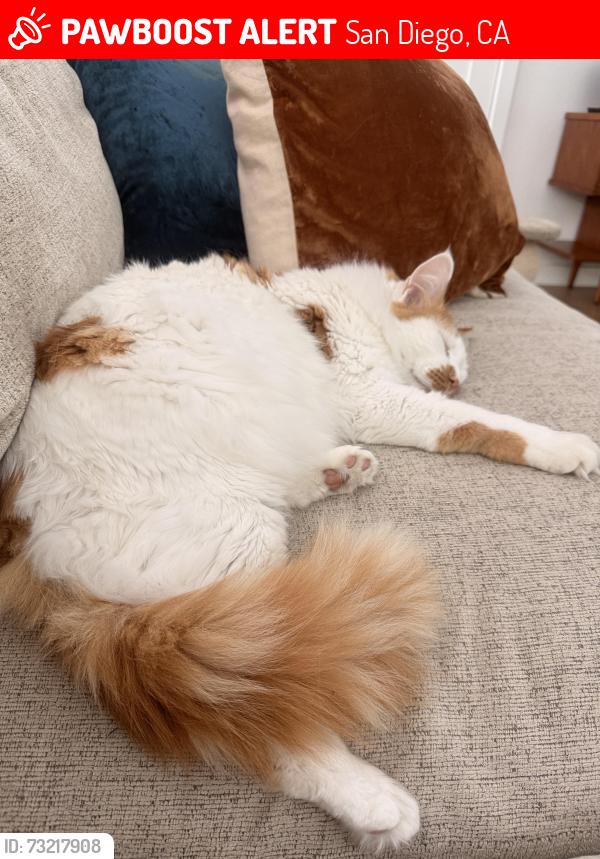 Lost Male Cat last seen Sioux, San Diego, CA 92117