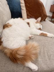Lost Male Cat last seen Sioux, San Diego, CA 92117