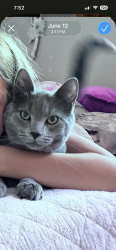 Lost Male Cat last seen Ridge Dr, Pioneer, CA 95666