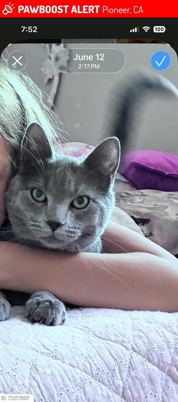 Lost Male Cat last seen Ridge Dr, Pioneer, CA 95666