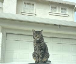 Lost Male Cat last seen 49er way, Antioch, CA 94531