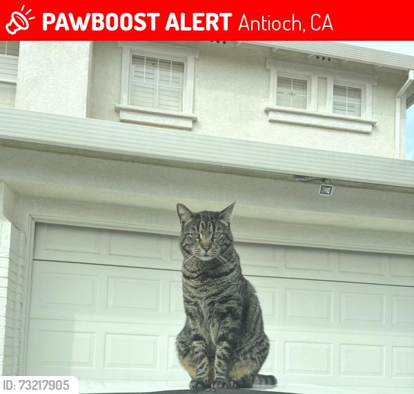 Lost Male Cat last seen 49er way, Antioch, CA 94531