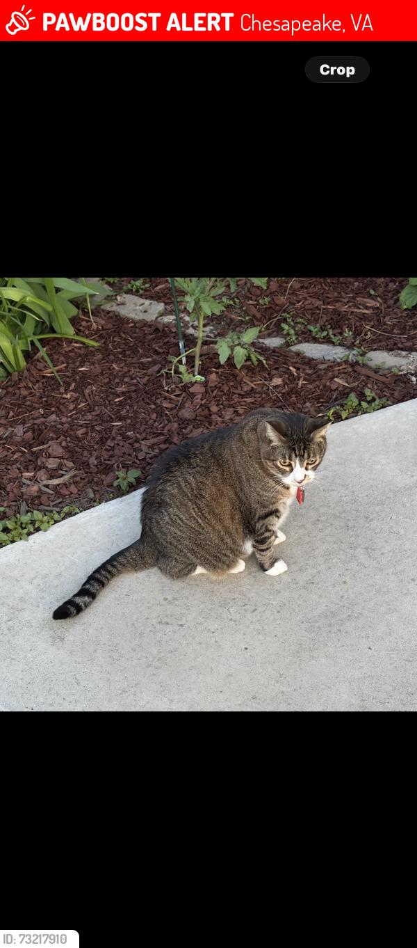 Lost Female Cat last seen Shadowberry Crest & Medical Parkway, Chesapeake, VA 23320