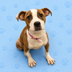 Shelter Stray Female Dog last seen , 2350 Appling City Cove, Memphis, TN 38133, USA