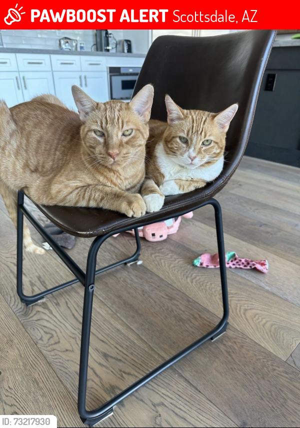 Lost Male Cat last seen 64th st/ cactus, Scottsdale, AZ 85254