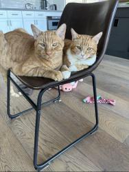 Lost Male Cat last seen 64th st/ cactus, Scottsdale, AZ 85254