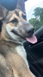 Reunited Male Dog last seen Smithfield Chicken Gum Branch, Jacksonville, NC 28540