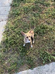 Found/Stray Female Dog last seen Fellowood and Barryhill, San Antonio, TX 78238