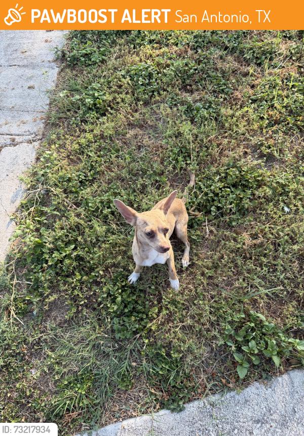 Found/Stray Female Dog last seen Fellowood and Barryhill, San Antonio, TX 78238