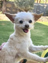 Reunited Female Dog last seen Whirlaway / Wyatt Earp, El Paso, TX 79936