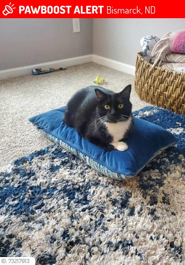 Lost Male Cat last seen Near Old 10, Huron Dr, Colt Ave, Bismarck, ND 58503
