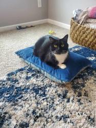 Lost Male Cat last seen Near Old 10, Huron Dr, Colt Ave, Bismarck, ND 58503