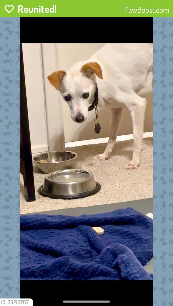 Reunited Female Dog last seen Found walking down Royal Drive., Madison, AL 35758