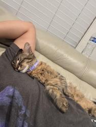 Reunited Male Cat last seen Mango dr, Fontana, CA 92335