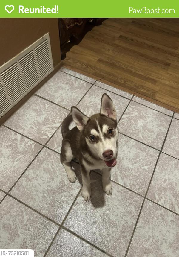 Reunited Male Dog last seen Cynthia and Irvington, San Bernardino, CA 92407