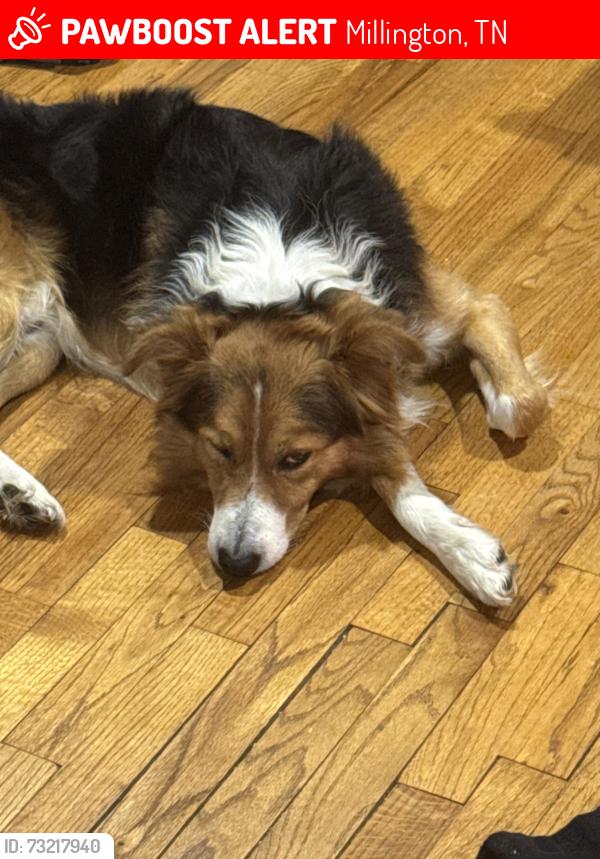 Lost Male Dog last seen Miller and Kerrvillw, Millington, TN 38053