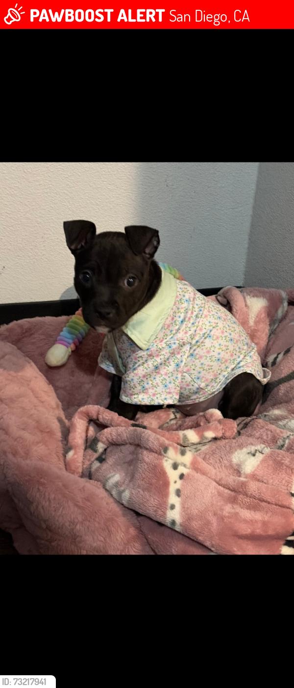 Lost Female Dog last seen Near 6th ave, San Diego, CA 92101