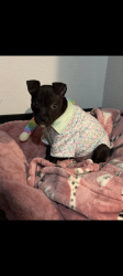 Lost Female Dog last seen Near 6th ave, San Diego, CA 92101