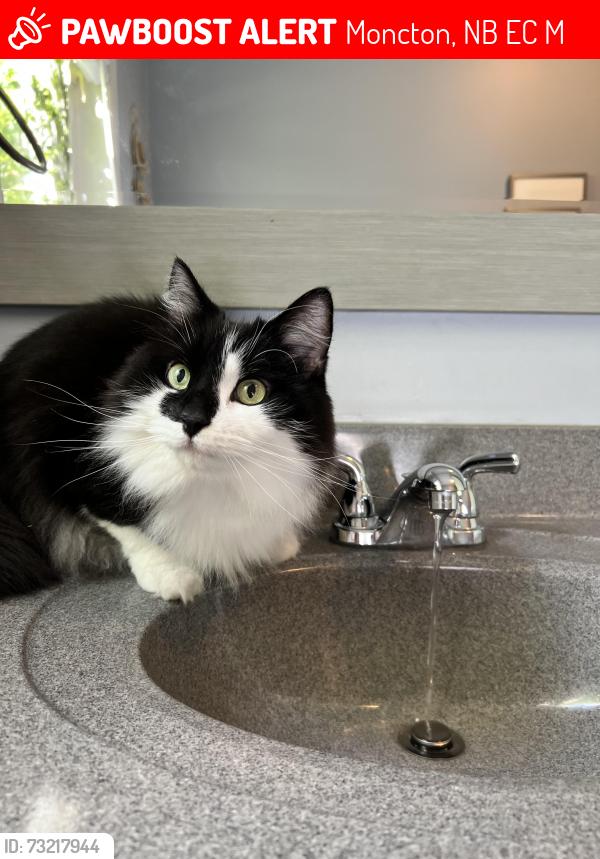 Lost Male Cat last seen Cardigan Lane Moncton, Moncton, NB E1C 9M8