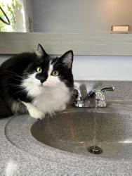 Lost Male Cat last seen Cardigan Lane Moncton, Moncton, NB E1C 9M8