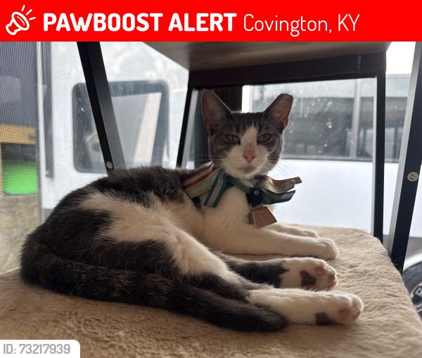 Lost Female Cat last seen Rays Lane, Covington, KY, Covington, KY 41011