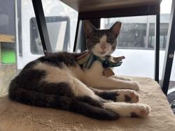 Lost Female Cat last seen Rays Lane, Covington, KY, Covington, KY 41011