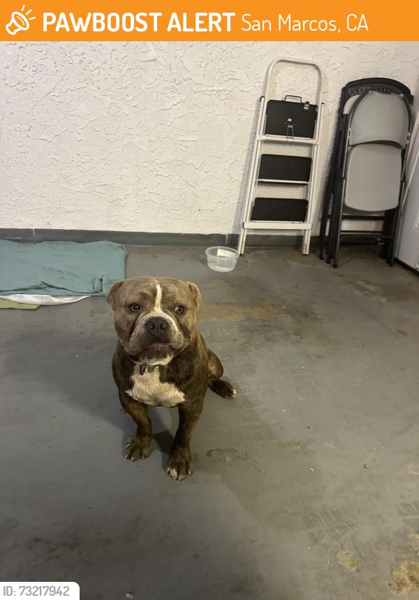 Found/Stray Male Dog last seen N twin oaks valley rd, San Marcos, CA 92069