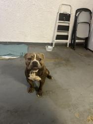 Found/Stray Male Dog last seen N twin oaks valley rd, San Marcos, CA 92069