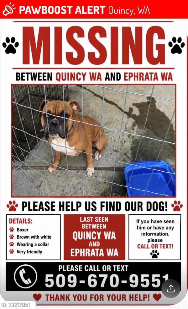 Lost Male Dog last seen Between ephrata wa and quincy wa, Quincy, WA 98848