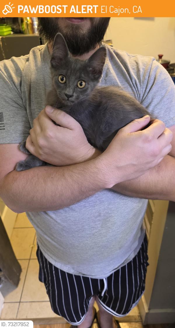 Found/Stray Unknown Cat last seen East main street, El Cajon, CA 92021