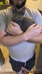 Found/Stray Unknown Cat last seen East main street, El Cajon, CA 92021